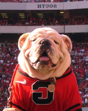 Georgia Bulldogs vs. Boston College Eagles