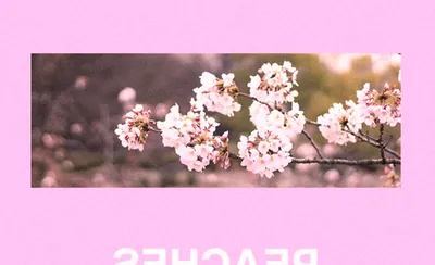 Peaches