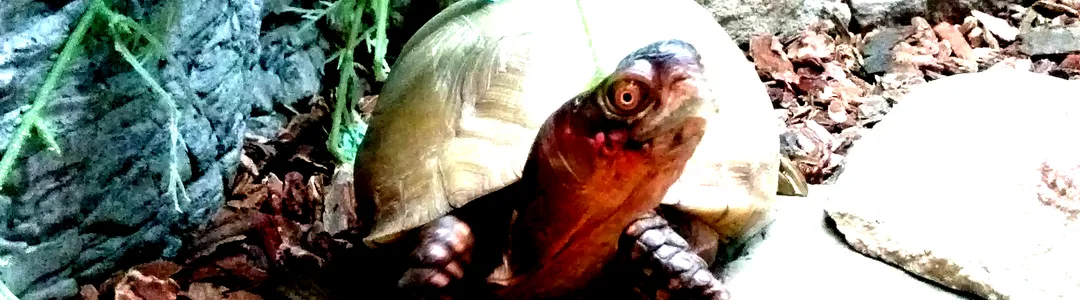 Rosebud Reptiles - A Creepy Creature Experience