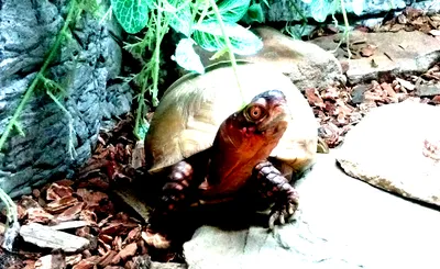 Rosebud Reptiles - A Creepy Creature Experience